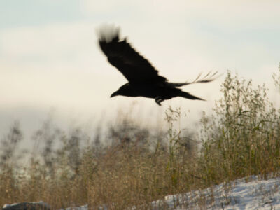 Présentation du site