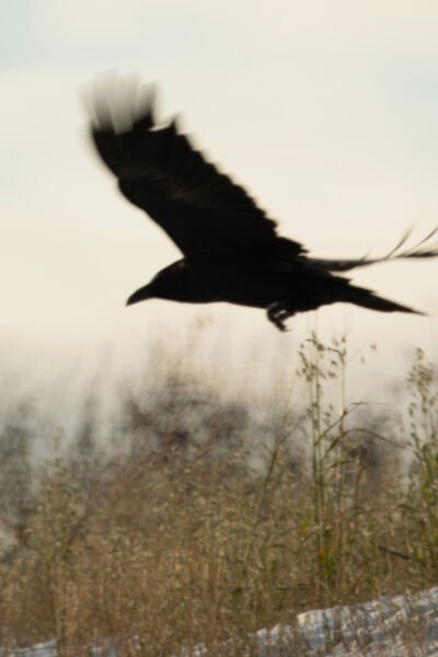 Présentation du site