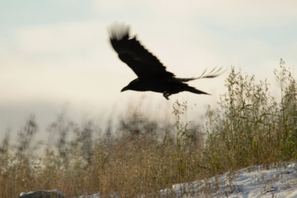 Présentation du site
