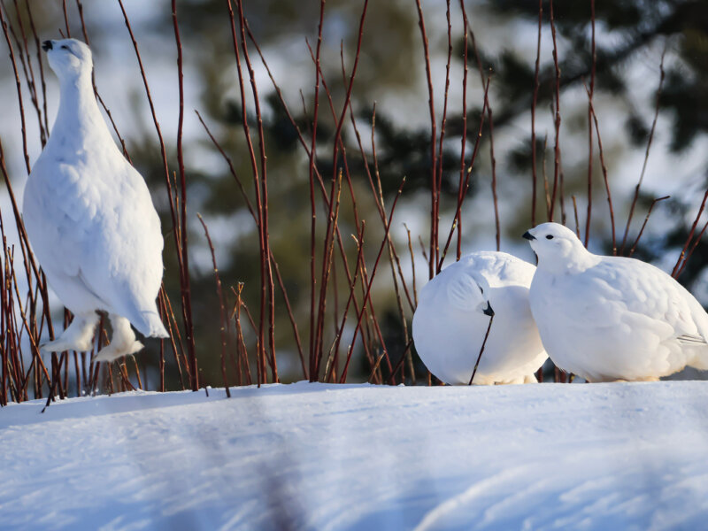 Engagement environnemental
